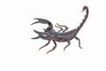 Heterometrus longimanus back scorpion.Emperor Scorpion, Pandinus imperator.scorpion isolate on white background Royalty Free Stock Photo