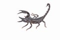 Heterometrus longimanus back scorpion.Emperor Scorpion, Pandinus imperator.scorpion isolate on white background