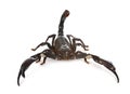 Heterometrus spinifer in studio Royalty Free Stock Photo