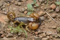 Heterometrus xanthopus, dorsal view, Western ghats