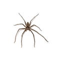 Huntsman Spider isolated on a white background Royalty Free Stock Photo