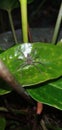 Cane spider on the leaf Royalty Free Stock Photo