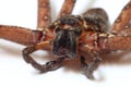Heteropoda venatoria spider