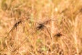 Heteropogon contortus L. P.Beauv. ex Roem. et Schalt. Royalty Free Stock Photo