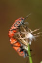 Heteroptera copulating