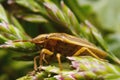 Heteroptera, a forest bug among the grass