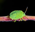 Heteroptera