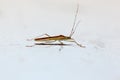 Heteroptera