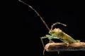 Heteroptera Leptocorisa acuta on the age of branch side view stock photo