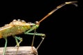 Heteroptera Leptocorisa acuta on the age of branch super closeup stock photo