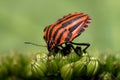 Heteroptera (red + black bug) Royalty Free Stock Photo