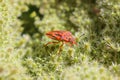 Heteroptera