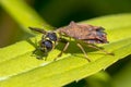 Heteroptera with wasp prey on leaf