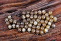 Heteropterans, true bugs (Heteroptera (Hemiptera), True bug eggs Royalty Free Stock Photo