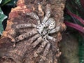 Heteroscodra maculata Royalty Free Stock Photo