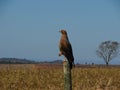 Heterospizias meridionalis hawk resting at a trunk