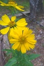 Yellow Camphorweed Flower