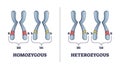 Heterozygous vs homozygous parent gene differences comparison outline diagram Royalty Free Stock Photo