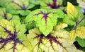 Heuchera Royalty Free Stock Photo