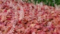 Heuchera `Autumn Leaves` in summer. Flowering Heuchera Royalty Free Stock Photo