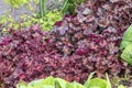 Heuchera `Chocolate Ruffles`