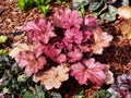 Heuchera `Encore` Royalty Free Stock Photo