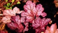 Heuchera `Encore` Royalty Free Stock Photo