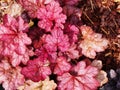 Heuchera `Encore` Royalty Free Stock Photo