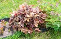 Heuchera is a genus of perennial herbaceous plants of the saxifrage family Royalty Free Stock Photo