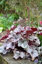 Heuchera Glitter Common name Coral bells