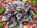 Heuchera `Glitter` - coral bells, alumroot