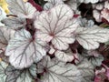 Heuchera `Indian Summer Huckleberry`