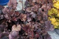 Heuchera Indian Summer on the lawn, the curly leaves are tangerine orange