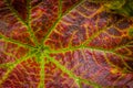 Heuchera leaf detail