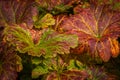 Heuchera leaves In Autumn