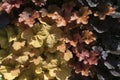 Heuchera leaves in autumn colors on a plant wall Royalty Free Stock Photo