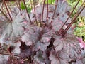 Heuchera 'Midnight Rose' Royalty Free Stock Photo