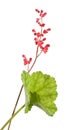 Heuchera sanguinea Royalty Free Stock Photo