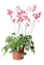 Heuchera sanguinea Royalty Free Stock Photo