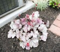 Heuchera, `Silver Gumdrop` Coral Bells