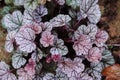 Heuchera `Sugar Frosting` closeup in summer garden. Royalty Free Stock Photo