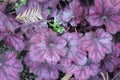 Heuchera `Wild Rose`