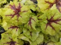 Heucherella 'Catching Fire' Royalty Free Stock Photo