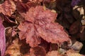 Heucherella `Redstone Falls