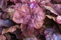 Heucherella `Redstone Falls