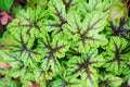 Heucherella Tapestry closeup in summer garden. Royalty Free Stock Photo