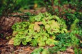 Heucherella Tapestry planted in border in summer Royalty Free Stock Photo