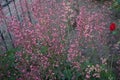 Heucherella tiarelloides \'Bridget Bloom\' flowers in June. Berlin, Germany