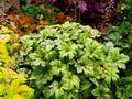 Heucherella 'Kimono' Royalty Free Stock Photo