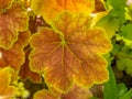 Heucheria leaf with warm colors in a garden